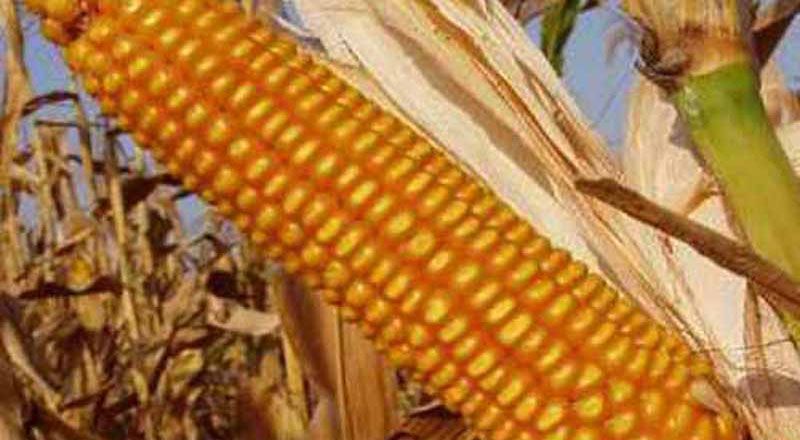 Гибрид кукурузы Росс 140 СВ