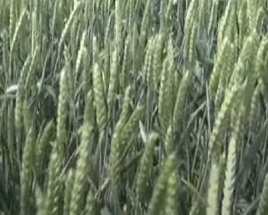 Пшеница "Собербаш"