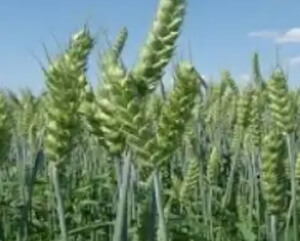 Пшеница краснодарская сорт "Васса"