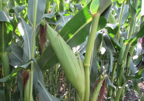 Среднеспелая кукуруза