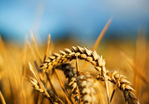 Озимая пшеница Адель