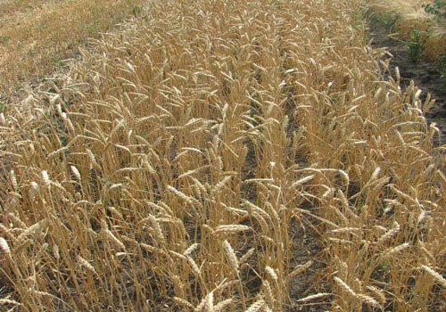 Озимая пшеница Баграт