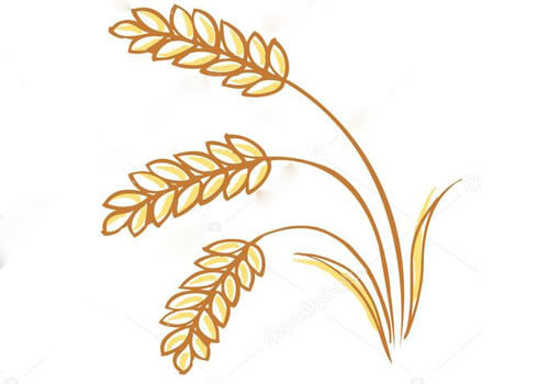 Озимая пшеница Жива