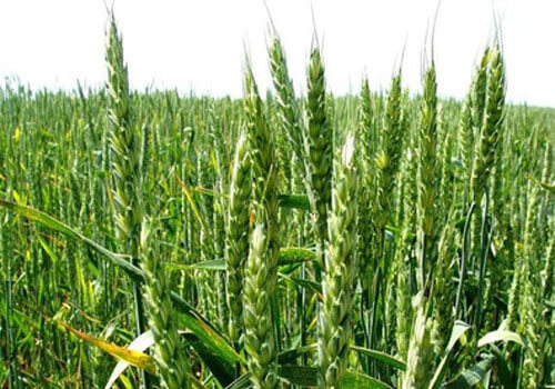 Озимая пшеница Юка