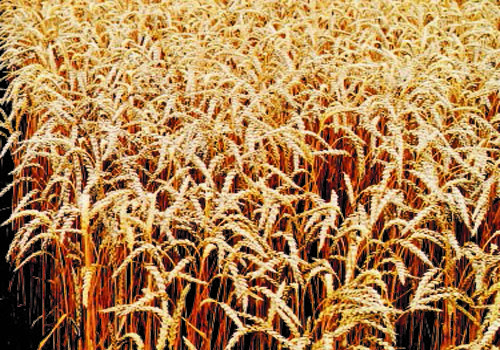 Озимая пшеница Уруп