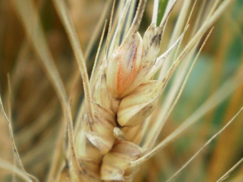 Причины заражения пшеницы