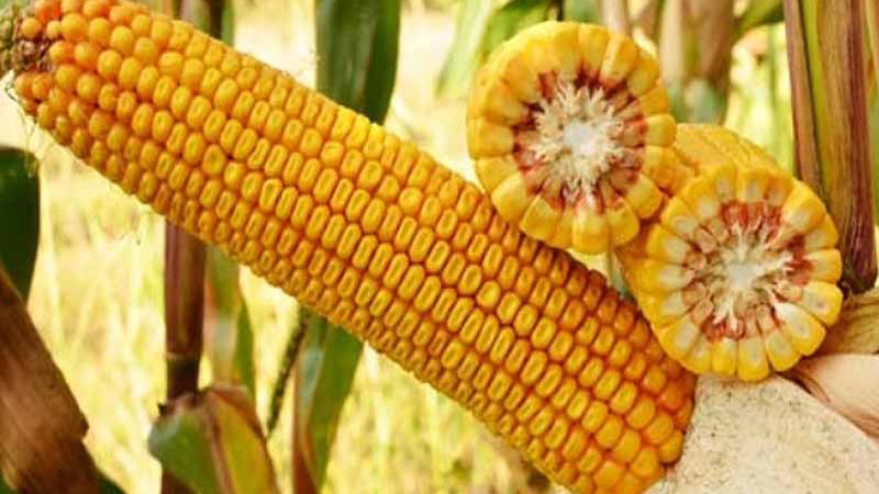 Семена кукурузы Краснодарский 291