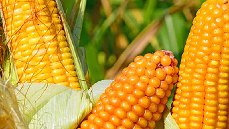 Гибрид кукурузы Краснодарский 377 АМВ
