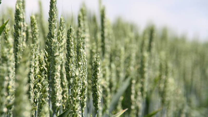 Бригада - мягкий сорт озимой пшеницы. Краснодарская селекция
