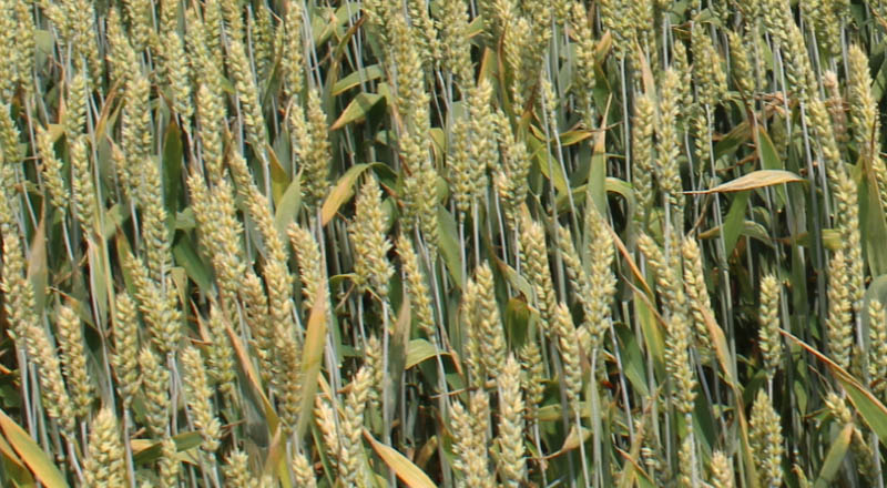Пшеница Ваня