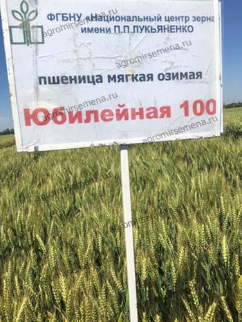 Пшеница Юбилейная-100