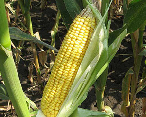 Гибрид кукурузы Краснодарский 194