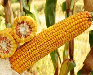 Гибрид кукурузы Краснодарский 291