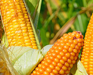 Гибрид кукурузы Краснодарский 377 АМВ