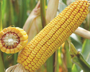 Гибрид кукурузы Краснодарский 425 МВ