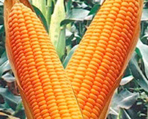 Семена кукурузы Росс 140 CВ