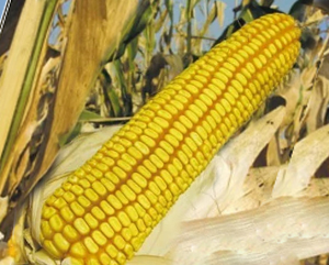 Гибрид кукурузы Росс 199