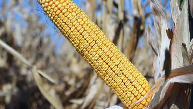 Гибрид кукурузы Краснодарский 294 АМВ