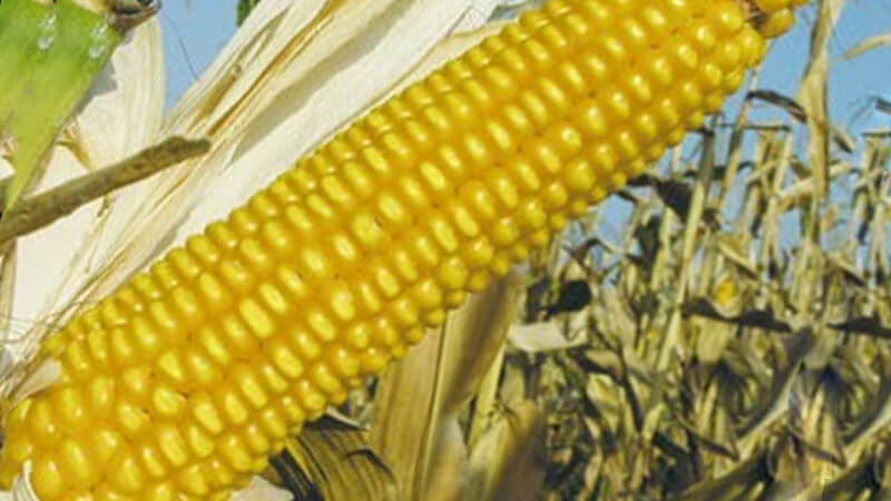 Гибрид кукурузы Росс 190 МВ