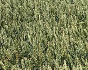 Пшеница сорта "Алексеич"