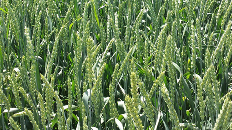 Антонина - мягкий сорт озимой пшеницы. Краснодарская селекция. Производитель АгроМир-Сидс