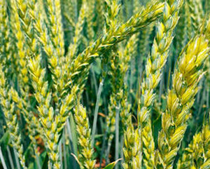 Пшеница Антонина (озимая)