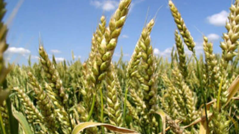 Безостая 100 - мягкий сорт озимой пшеницы. Краснодарская селекция