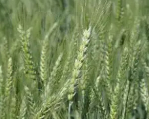Пшеница "Есаул" (Краснодарская селекция)
