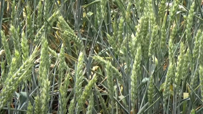 Озимая пшеница Гомер. Характеристика, описание сорта, районирование,  устойчивость. Элитные семена пшеницы Гомер от производителя АгроМир-Сидс