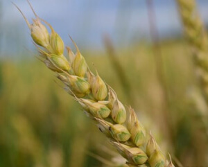 Пшеница "Гром"
