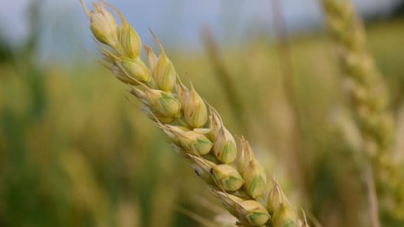 Гром - мягкий сорт озимой пшеницы. Краснодарская селекция