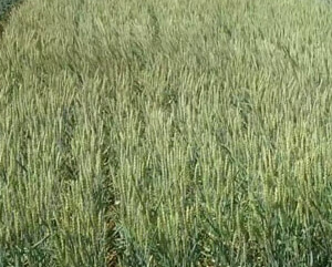 Пшеница "Сила" (Краснодарская селекция