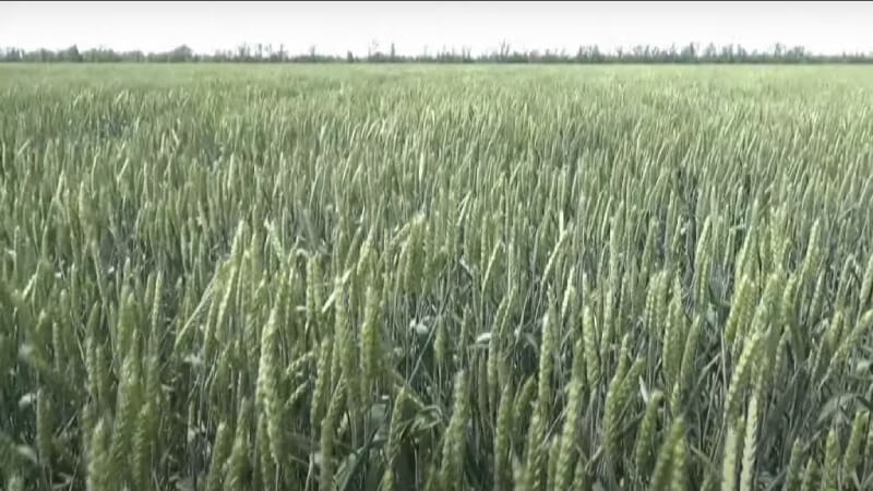 Собербаш - мягкий сорт озимой пшеницы. Краснодарская селекция. Производитель АгроМир-Сидс
