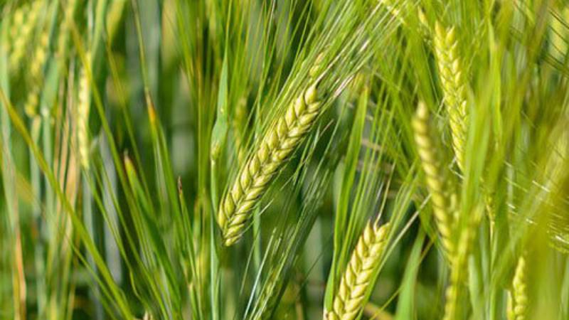 Пшеница Таня
