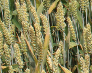Пшеница краснодарская сорт "Ваня"