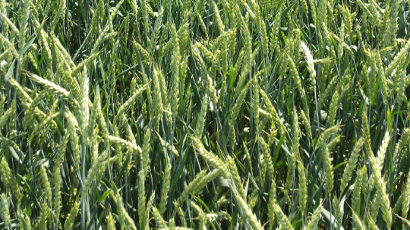 Велена - мягкий сорт озимой пшеницы. Краснодарская селекция
