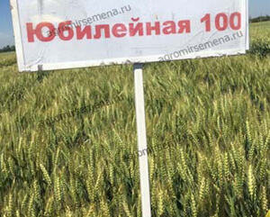 Пшеница "Юбилейная 100" (Краснодарская селекция)