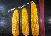 Отличия початков кукурузы Росс 13, Росс 140 и Росс 199