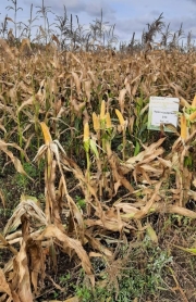 Гибрид кукурузы Краснодарский 194 на поле